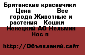 Британские красавчики › Цена ­ 35 000 - Все города Животные и растения » Кошки   . Ненецкий АО,Нельмин Нос п.